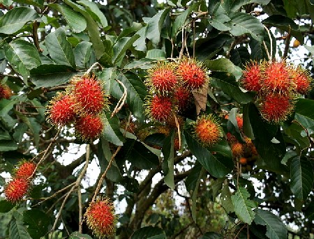 Rambutans Growing